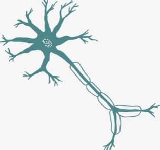 神經(jīng)科學基礎整合課程教學改革的探索與實踐